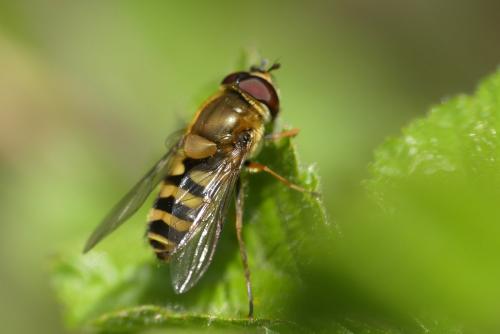 Réf. 280 813 : Syrphus vitripennis